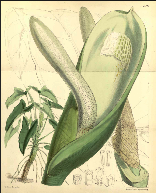 Philodendron williamsii is from Volume 28 of Curtis's Botanical Magazine, Royal Botanic Garden Kew